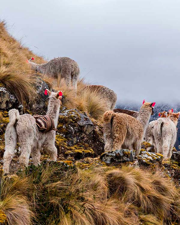 Llamas in the lares trek to Machu Picchu journey