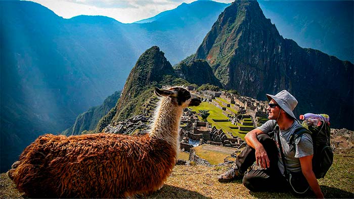 Lovely pic of the encounter of the natural habitants of Machu Picchu with a visitor, a llama and its guest in the Inca Sanctuary